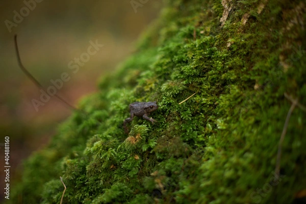 Obraz toad on moss