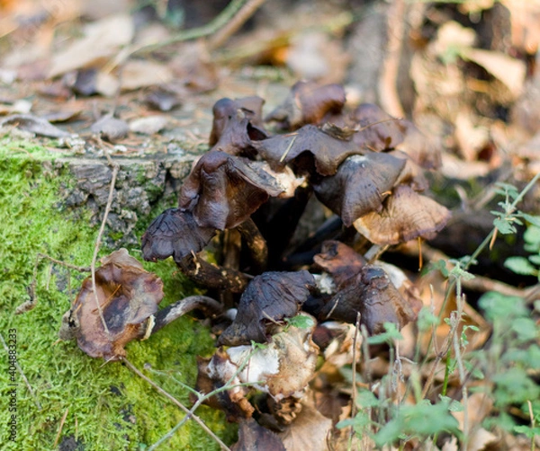Fototapeta Champignon