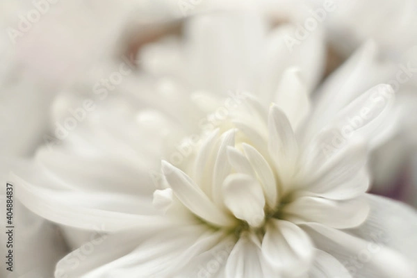 Obraz white flower close up