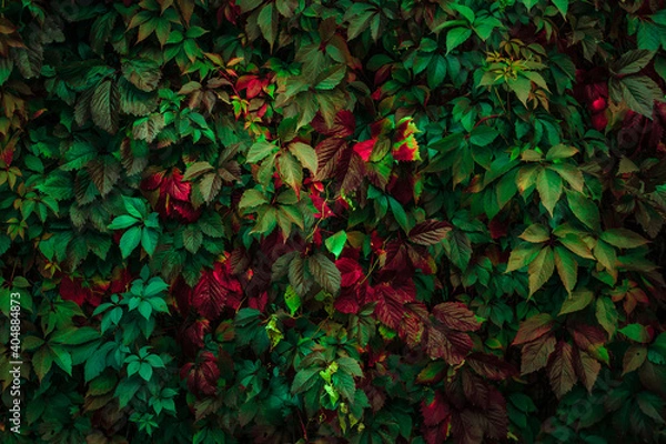 Obraz green leaves background