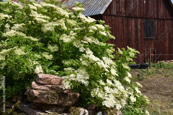Obraz Blossom elderflowers by an old barn