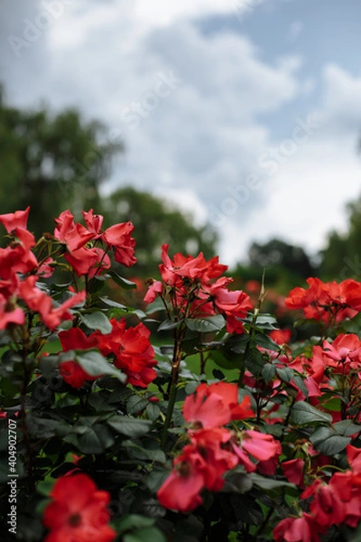 Obraz red roses in the garden