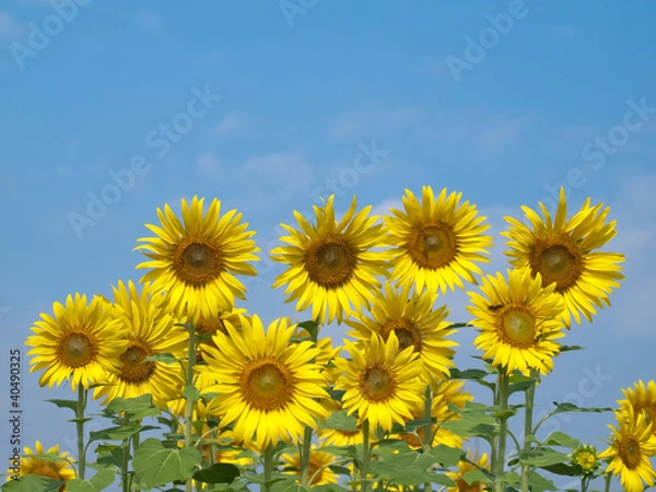 Obraz Sunflowes