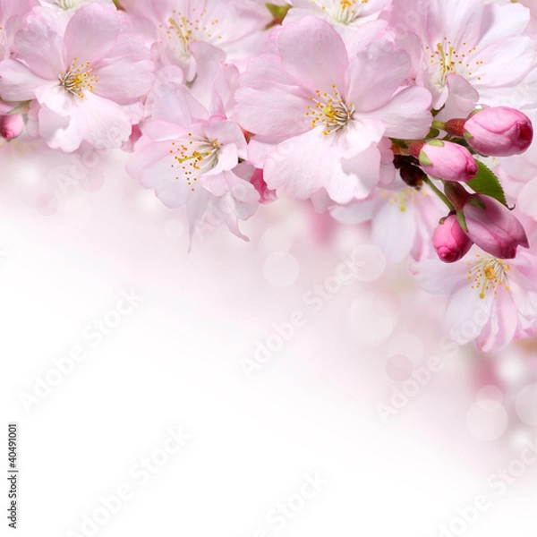Fototapeta Spring flowers design border background