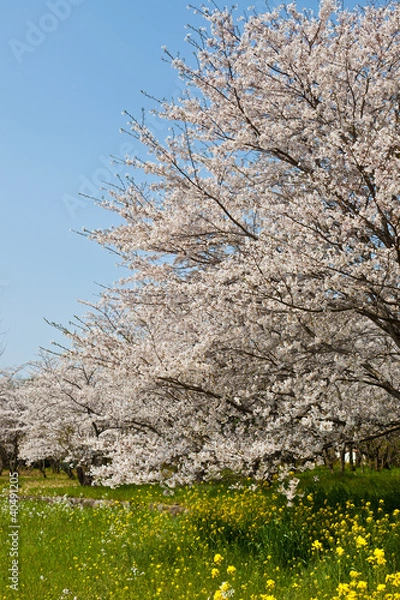 Fototapeta 桜と菜の花