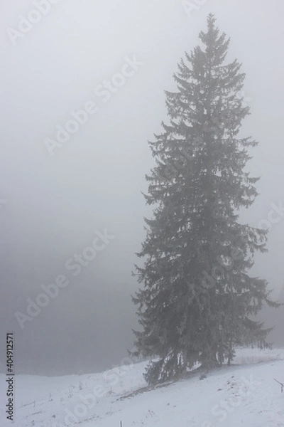 Obraz Foggy Tree