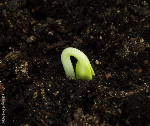 Obraz Seedling