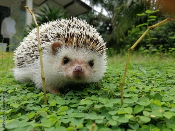 Fototapeta hedgehog cute