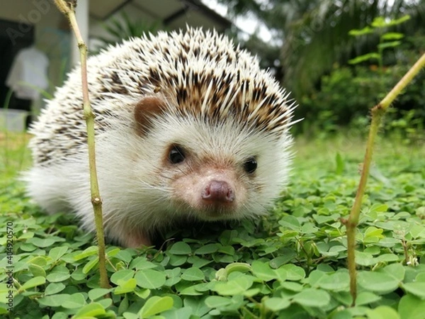 Fototapeta hedgehog cute