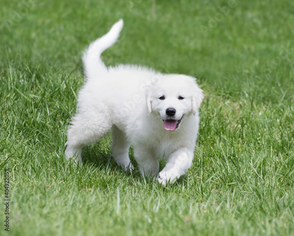 Fototapeta English Cream Golden Retriever Puppy