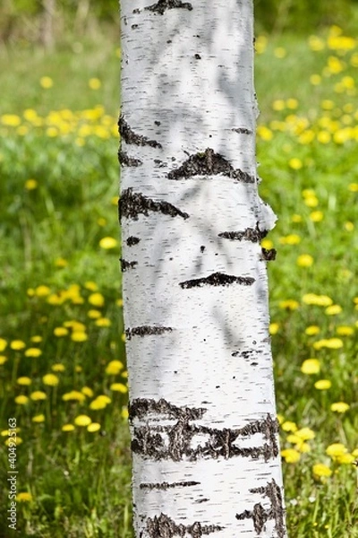 Fototapeta Birch tree trunk in a sunny spring day. Bright white birch tree on a flower meadow close-up. White birch trunk in focus on a blurry green background. Tree trunk texture close-up.