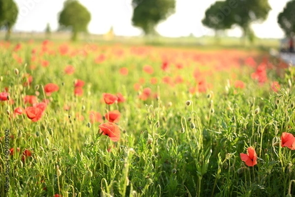 Fototapeta Frühling