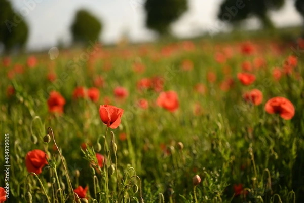 Fototapeta Frühling
