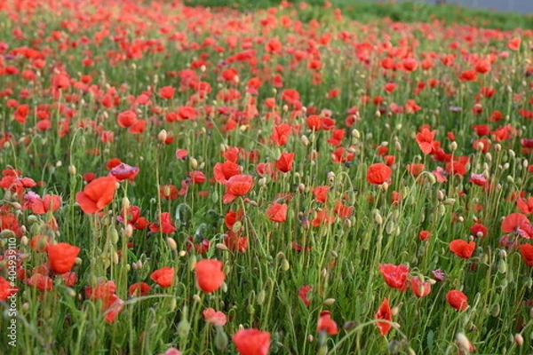 Fototapeta Frühling