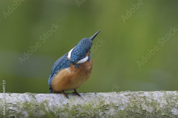 Obraz Kingfisher (Alcedo atthis)