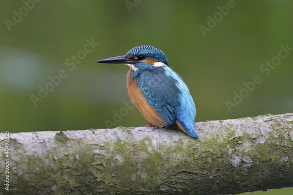 Obraz Kingfisher (Alcedo atthis)