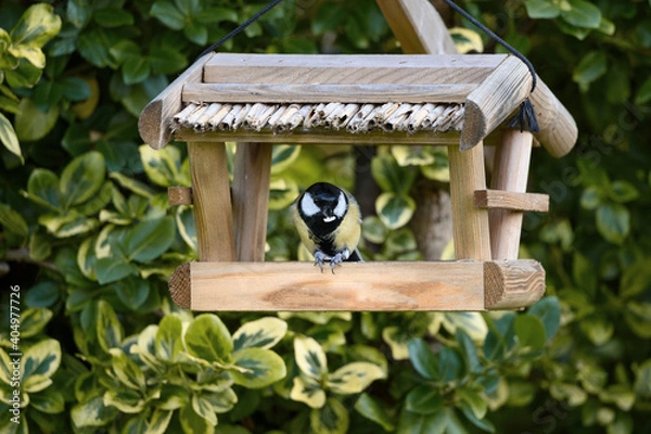 Obraz Kohlmeise beim Futter aufbrechen