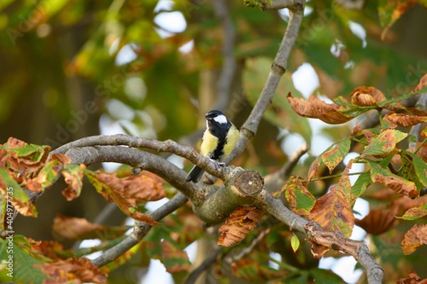 Obraz Kohlmeise im Herbst