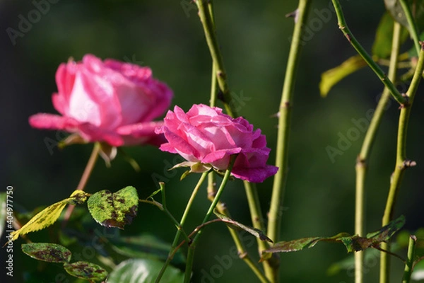 Obraz Rose im Morgentau