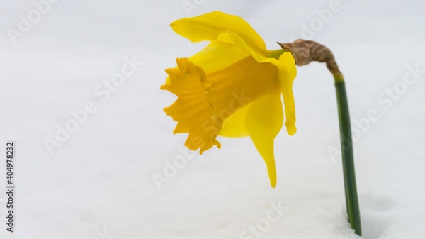 Fototapeta Snowbound Daffodil
