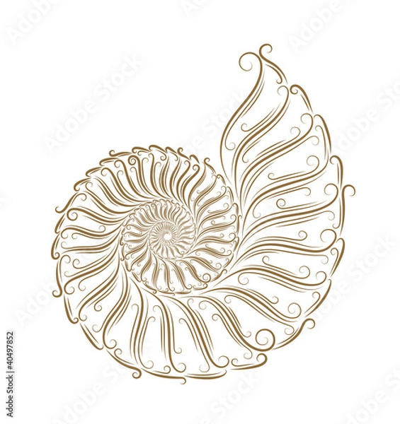 Fototapeta Sketch of seashells