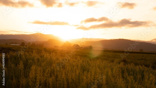 Obraz golden hour field