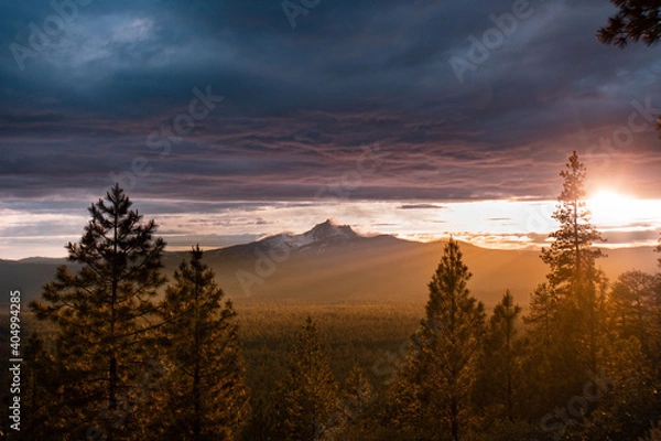 Obraz three-fingered jack golden sun