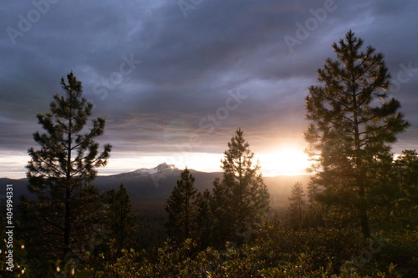 Obraz three-fingered jack and trees