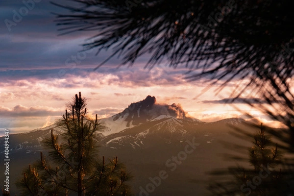 Obraz three-fingered jack of all trees