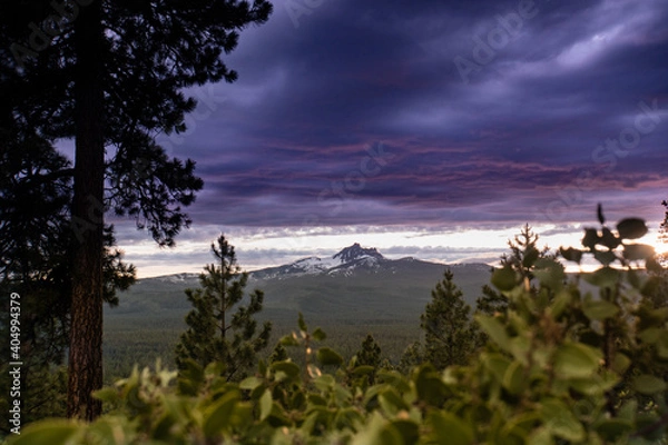 Obraz three-fingered jack purple