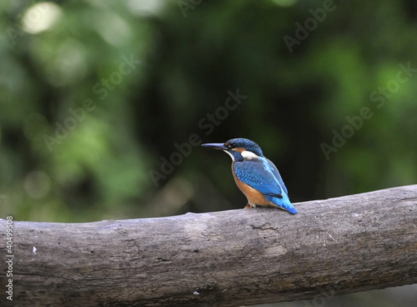 Obraz Kingfisher (Alcedo atthis)