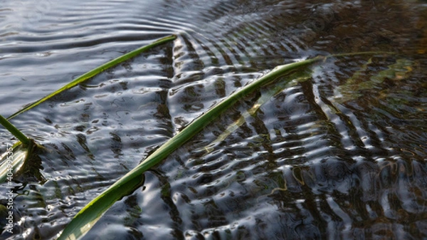 Obraz grass ripples in blue water