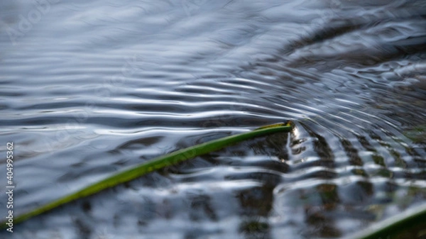 Obraz grass ripples in water