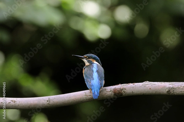 Obraz Kingfisher (Alcedo atthis)