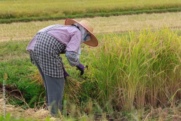 Fototapeta 秋　稲刈り　農作業をする女性
