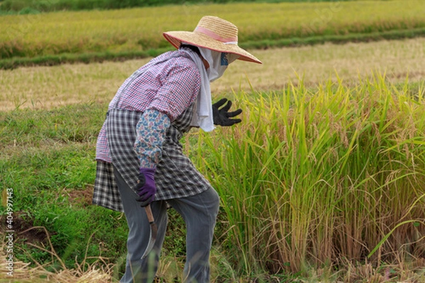 Fototapeta 秋　稲刈り　農作業をする女性