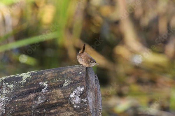 Obraz Wren (Troglodytes troglodytes)