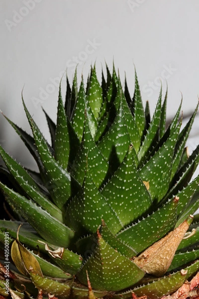 Fototapeta Aloe flower close up modern background high quality prints aloe aristata family anthorrhoeaceae