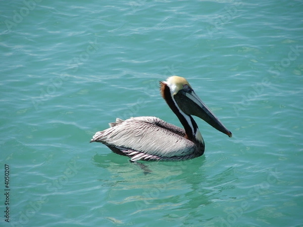 Fototapeta Pelican floating in the ocean