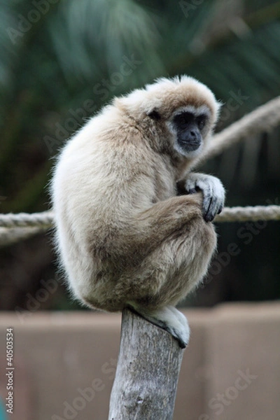 Obraz TIERE_0699_Affe_Weisshandgibbon