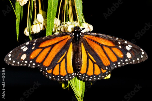Obraz Monarch Butterfly (danaus plexippus) feeeding on flowers