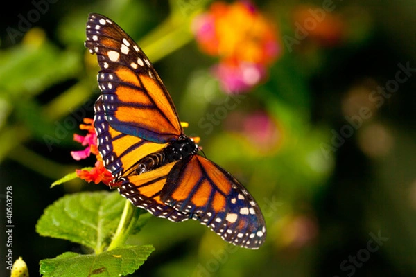 Obraz Monarch Butterfly (danaus plexippus) feeeding on flowers