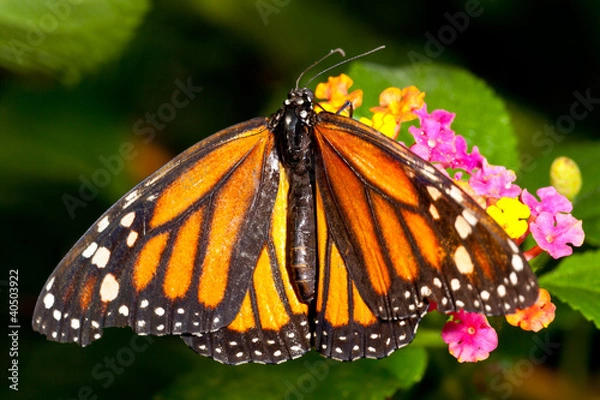 Obraz Monarch Butterfly (danaus plexippus) feeeding on flowers