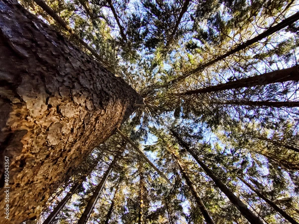 Fototapeta tree in the forest