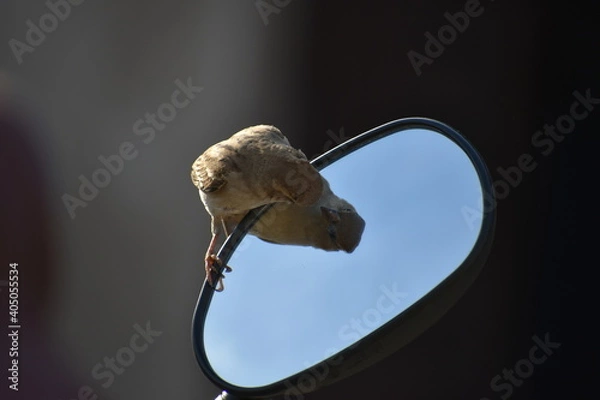 Obraz Sparrow admiring itself