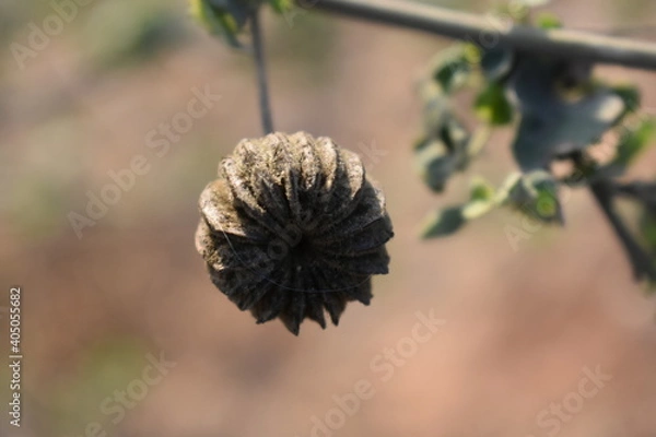Obraz seed head