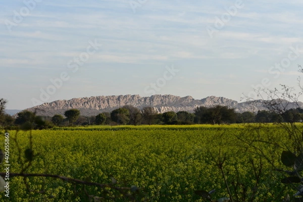 Obraz vineyard in region