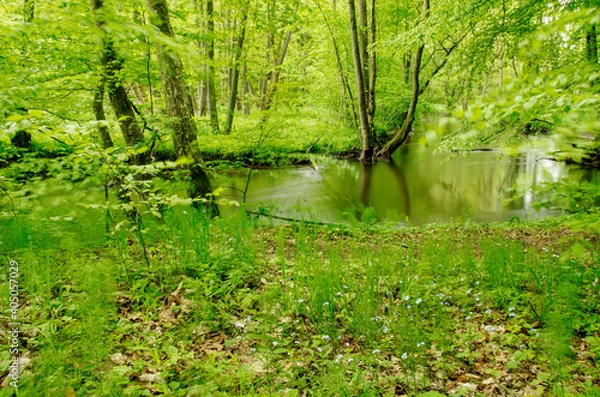 Fototapeta Jar rzeki Raduni w maju, Kaszuby, Polska