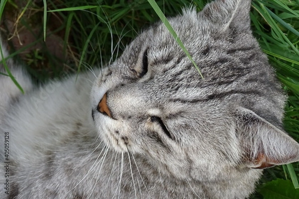 Obraz My beautiful kittens, the ginger one is called Titino, the gray one is called Roxy, maine coon breed.