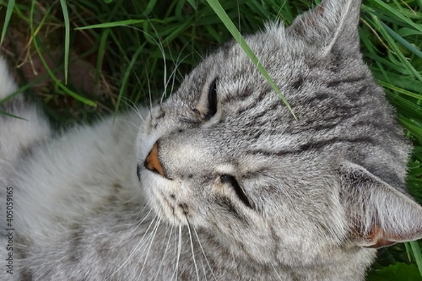 Obraz My beautiful kittens, the ginger one is called Titino, the gray one is called Roxy, maine coon breed.
